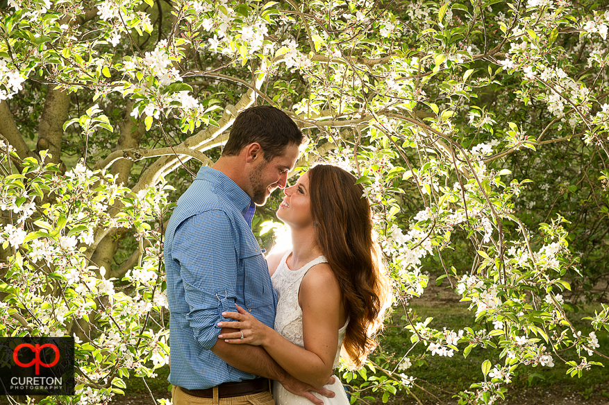 Couple gazing at each other under an apple tree in Hendersonville, NC during an engagement session.