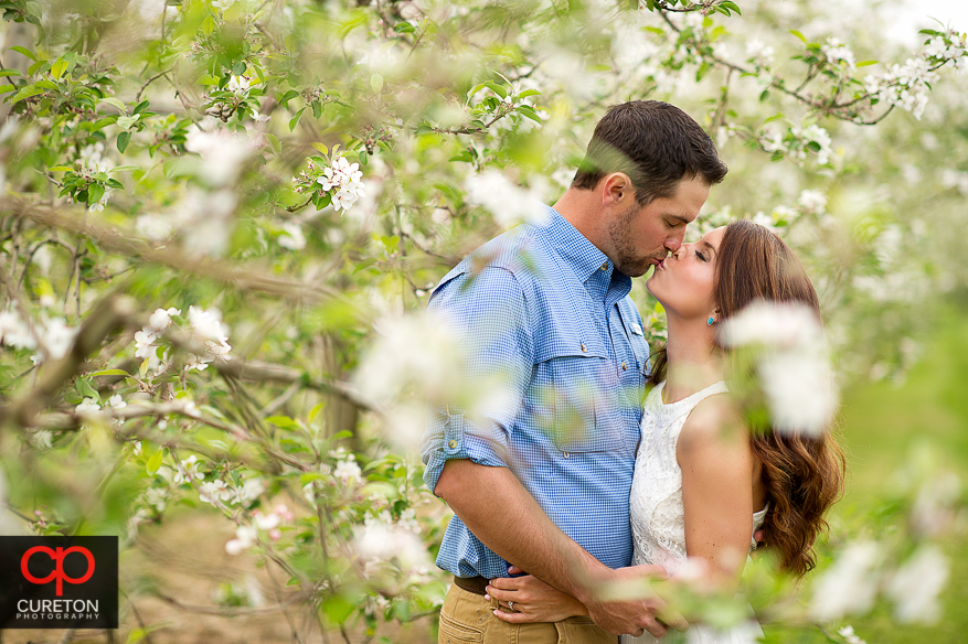 Couple kissing through the apple trees during their recent engagement session at an apple orchard in Hendersonville,NC.