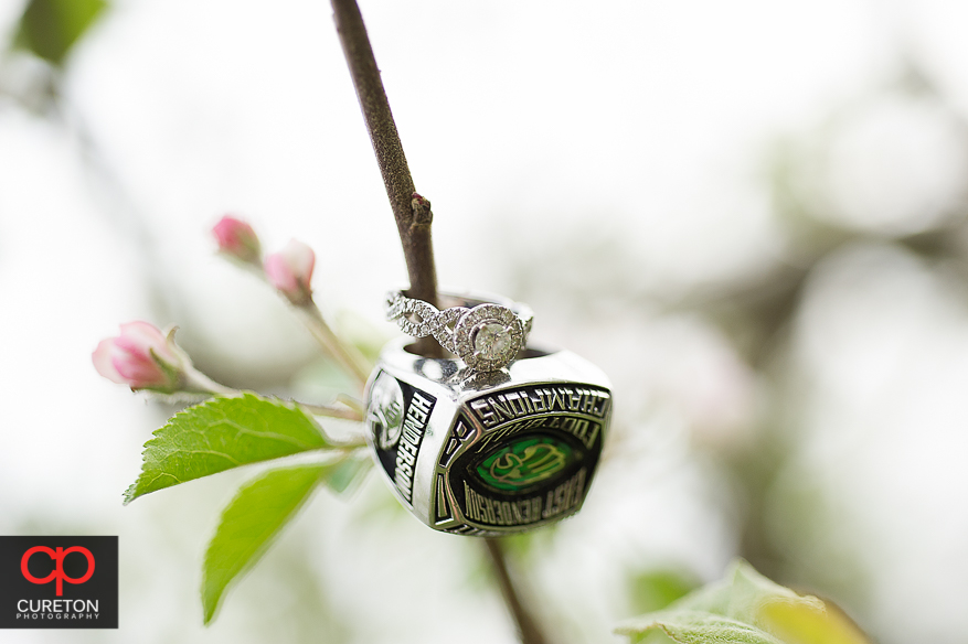 Rings on the branch of an apple tree.