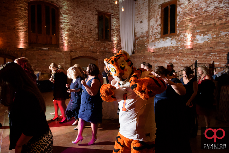 The bride and groom are joined by the Clemson Tiger for tiger rag at their wedding downtown.