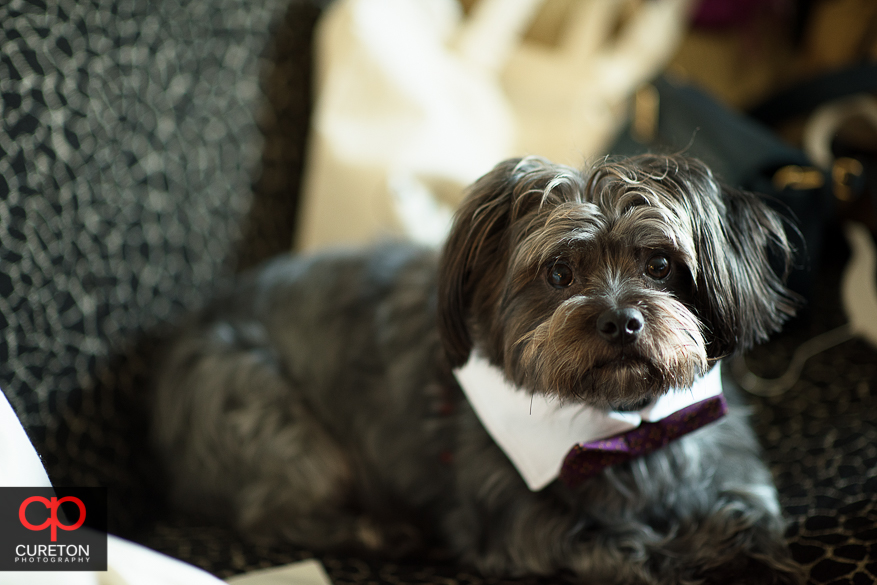 Dog with a bowtie before the wedding.