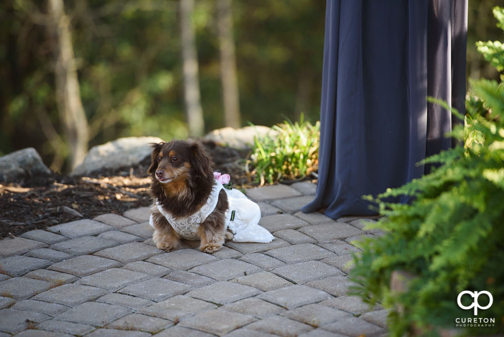 Elegant backyard wedding in the springtime in Greenville,SC.