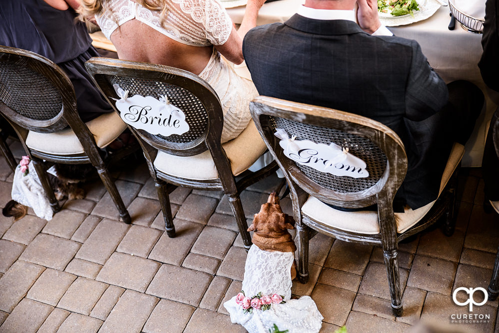 Elegant backyard wedding in the springtime in Greenville,SC.