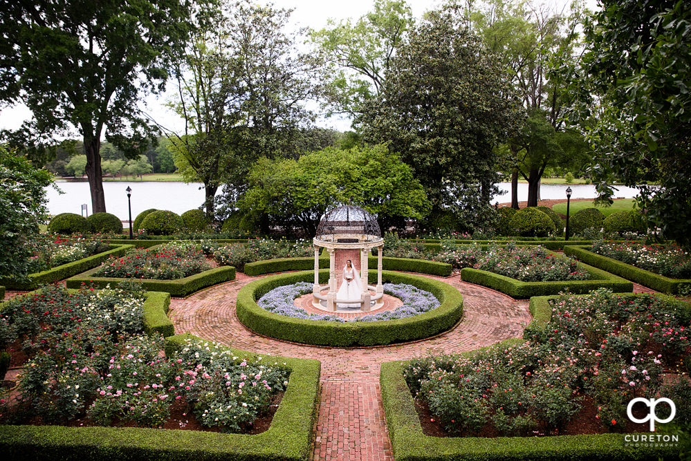 Wide shot of a bride in the rose garden at Furman University.