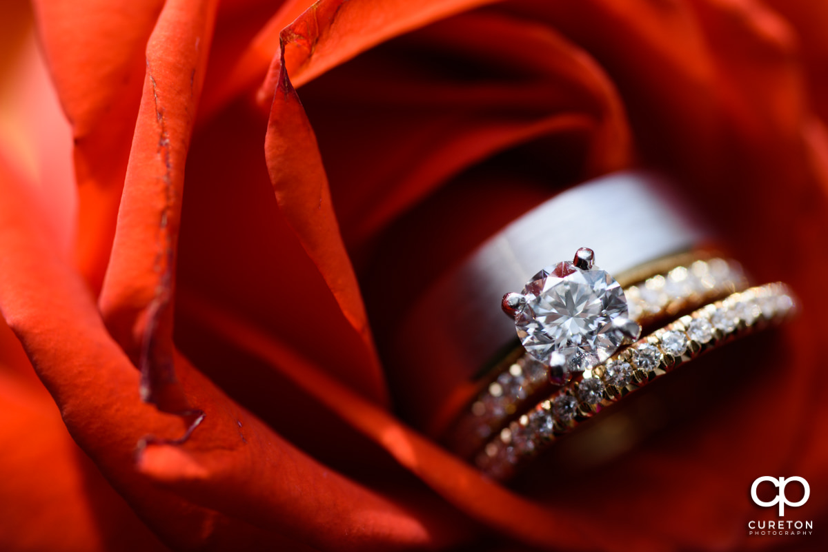 Closeup of the wedding rings in a rose.