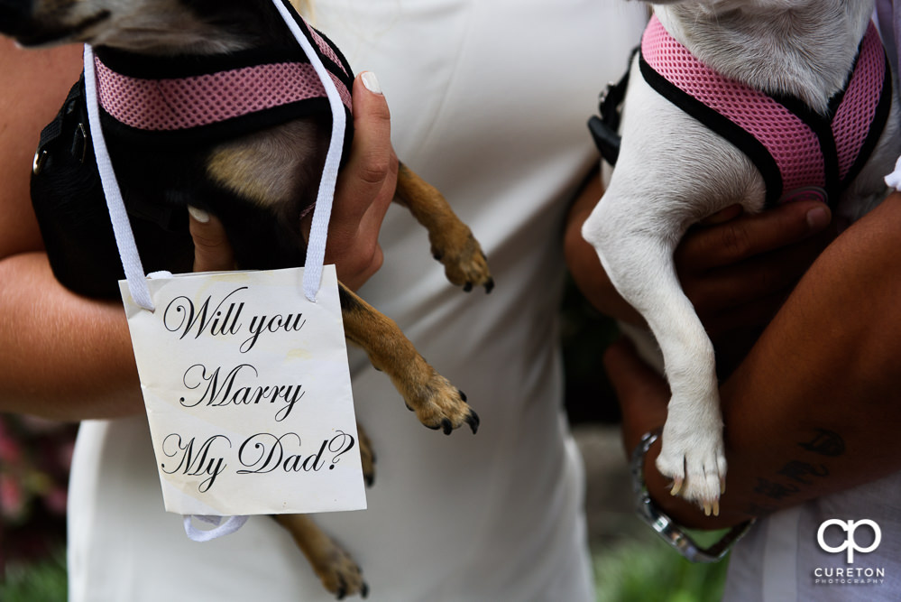 Engagement sign on a puppy.