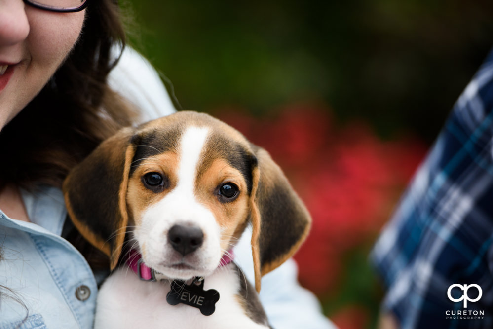 Cute beagle puppy with her parent's during their engagement session in downtown Greenville.