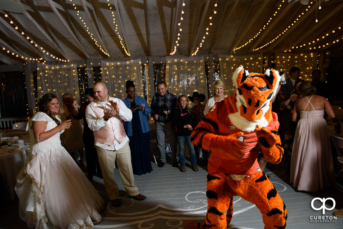 Clemson Tiger making an appearance at the wedding reception.