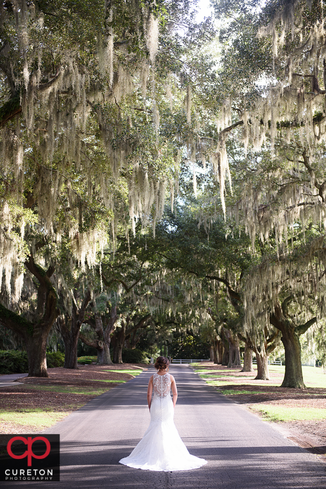 Bride showing off the back of her dress under live oak trees with Spanish moss hanging from them in Litchfield Beach.