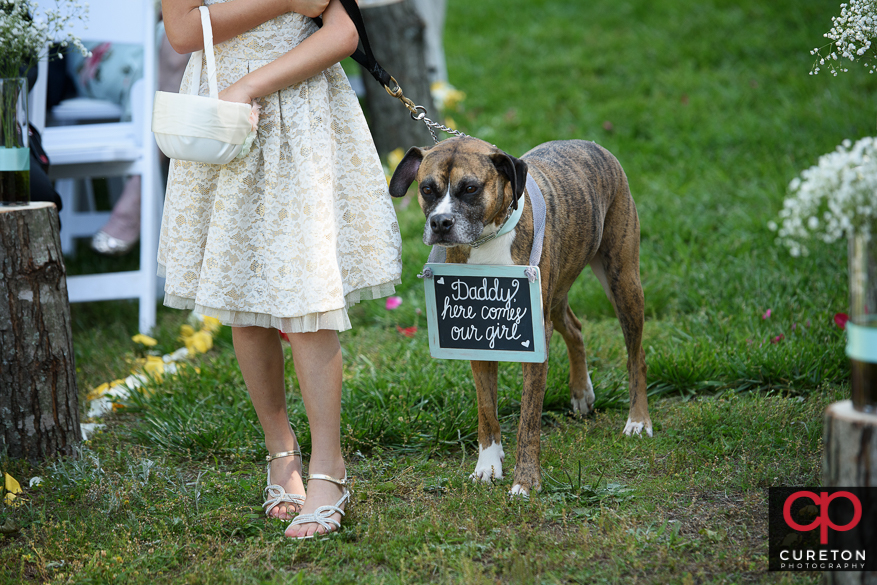 The dog carrying a sign down the aisle.